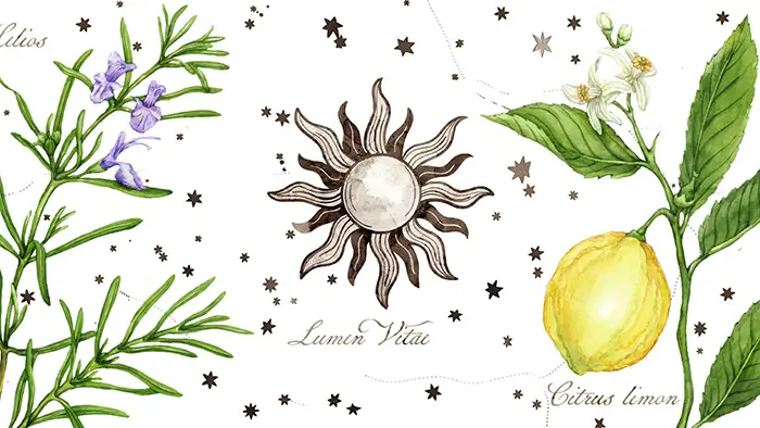 Professional Aromatherapy Report image